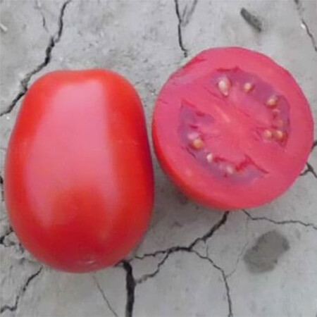 Насіння томату Леонероссо F1 Cora Seeds 1 000 шт, Фасовка: Проф упаковка 1 000 шт | Agriks