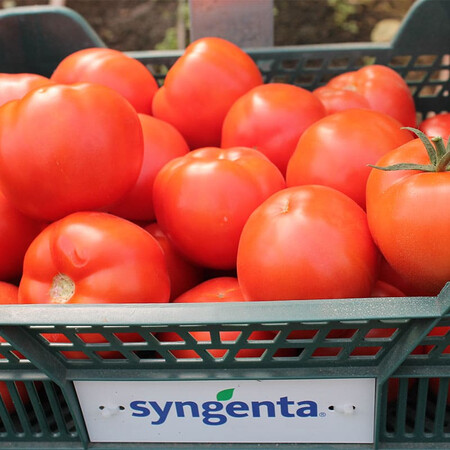 Насіння томату напівдетермінантного Девонет F1 Syngenta 500 шт, Фасовка: Проф упаковка 500 шт | Agriks