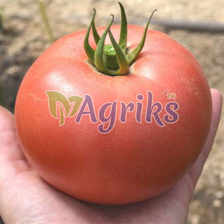 Насіння томату напівдетермінантного Пілігрім F1 Solare Sementi від 250 шт, Фасовка: Проф упаковка 250 шт | Agriks