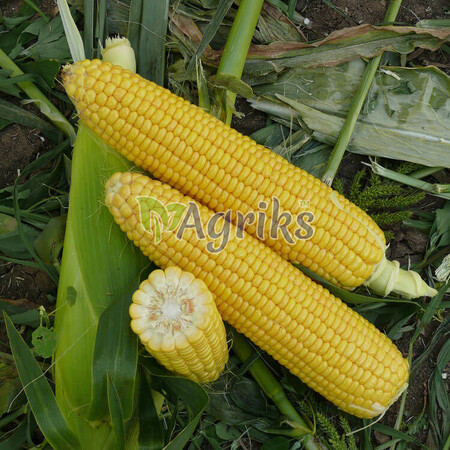 Семена кукурузы сахарной Форвард (1709) F1 Spark Seeds от 2 500 шт, Фасовка: Проф упаковка 25 000 шт | Agriks