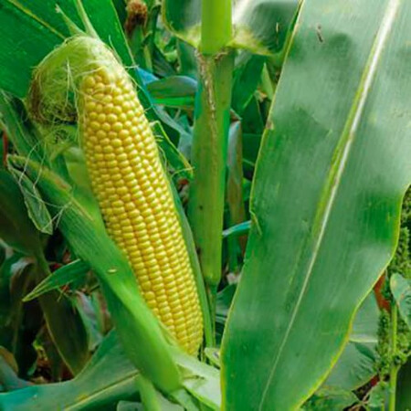 Семена кукурузы сахарной 3517 F1 Spark Seeds от 2 500 шт, Фасовка: Проф упаковка 2 500 шт | Agriks