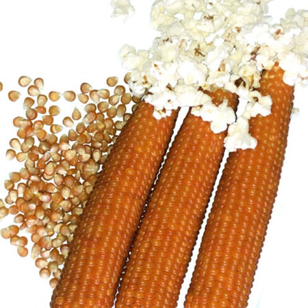 Насіння кукурудзи цукрової Естрелла F1 Spark Seeds 2 500 шт, Фасовка: Проф упаковка 25 000 шт | Agriks