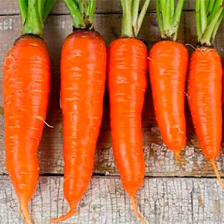 Насіння моркви 1932 F1 Spark Seeds 25 000 шт (1,8-2,0), Фасовка: Проф упаковка 250 000 шт (1,8 - 2,0) | Agriks