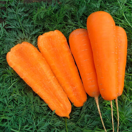 Семена моркови Боливар Clause от 1 г (Agriks), Фасовка: Проф упаковка 500 000 шт (2,0 - 2,25) | Agriks