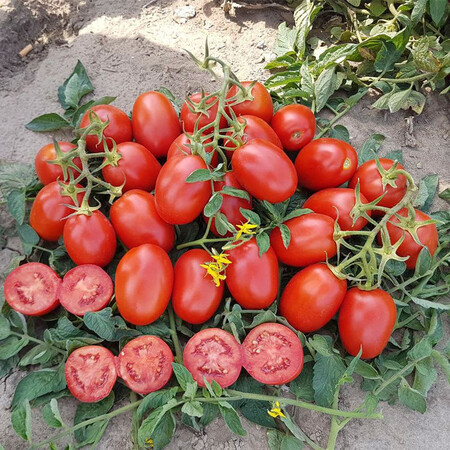 Насіння томату детермінантного 9905 F1 Spark Seeds від 500 шт, Фасовка: Проф упаковка 100 000 шт | Agriks