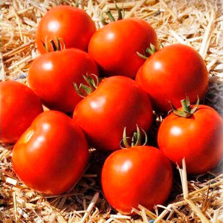 Насіння томату детермінантного Мамако F1 Syngenta 500 шт, Фасовка: Проф упаковка 500 шт | Agriks