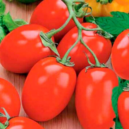 Насіння томату детермінантного Ріо Фуего Аgri Saaten 500 г | Agriks