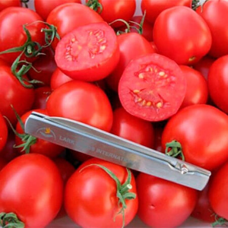 Насіння томату індетермінантного 1606 F1 Spark Seeds 250 шт, Фасовка: Міні упаковка 250 шт | Agriks