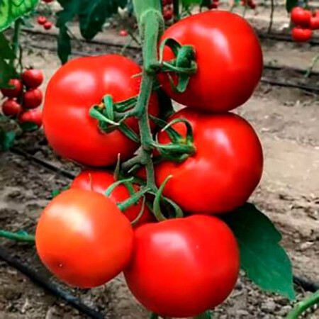 Насіння томату індетермінантного Булз F1 Yuksel Tohum 500 шт | Agriks