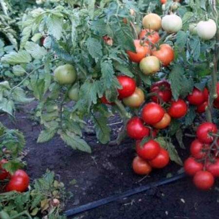 Насіння томату кущового Тапер F1 Solare Sementi від 500 шт, Фасовка: Проф упаковка 1 000 шт | Agriks