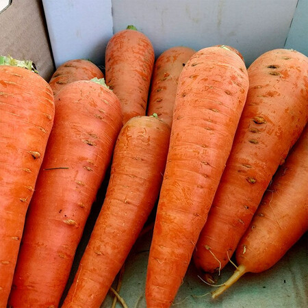 Семена моркови Абако F1 Seminis от 1 г (Agriks), Фасовка: Проф упаковка 1 000 000 шт (2,4 - 2,6) | Agriks