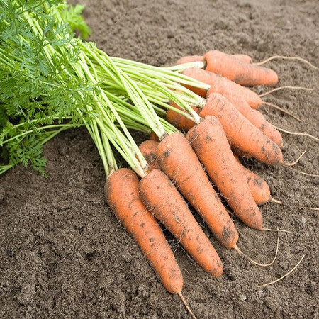 Насіння моркви Каріні F1 Bejo від 1 г, Фасовка: Середня упаковка 20 г | Agriks