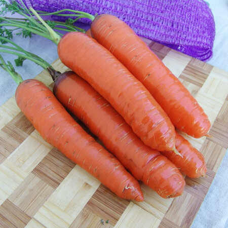 Насіння моркви Кортіна F1 Moravoseed 50 000 шт, Фасовка: Проф упаковка 50 000 шт | Agriks