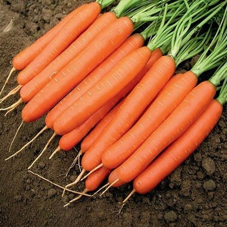 Семена моркови Романс F1 Nunhems 100 000 шт (1,8-2,0), Фасовка: Проф упаковка 100 000 шт (2,0 - 2,25) | Agriks