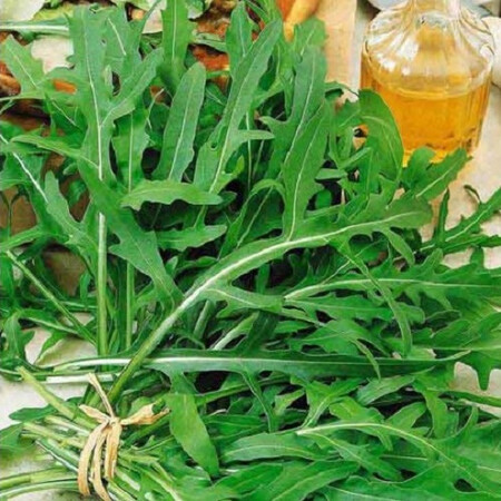 Семена рукколы Рокет салат Moravoseed 50 гр, Фасовка: Проф упаковка 50 г, Цвет: Зеленый | Agriks