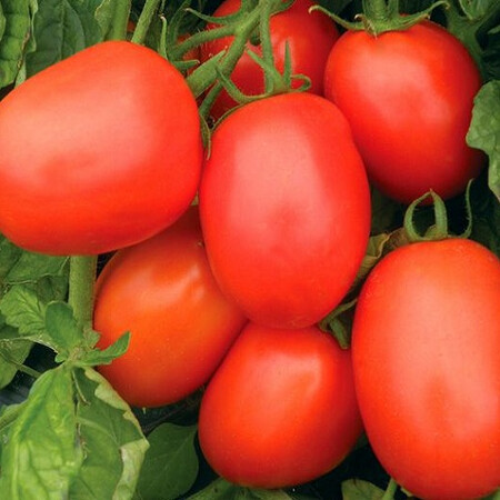 Насіння томату детермінантного Ріо Гранде Clause від 50 шт | Agriks