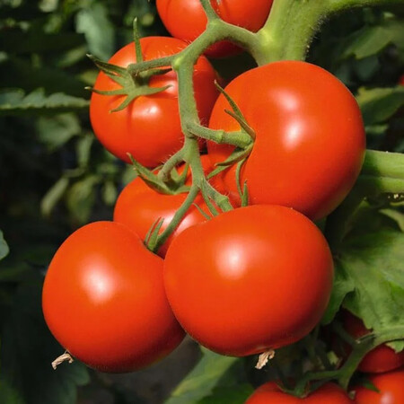 Семена томата индетерминантного Тойво F1 Bejo от 10 шт, Фасовка: Средняя упаковка 50 шт | Agriks