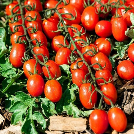 Насіння томату індетермінантного Туті Фруті F1 Clause від 5 шт, Фасовка: Міні упаковка 5 шт | Agriks