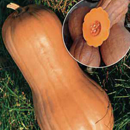 Семена тыквы Виолина Hortus от 50 г, Фасовка: Проф упаковка 500 г | Agriks