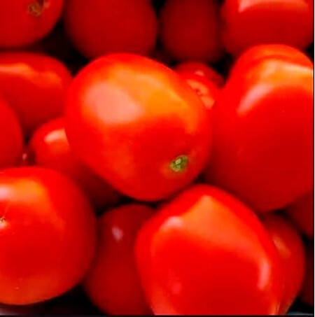 Насіння томату Албароссо F1 Cora Seeds 1 000 шт, Фасовка: Проф упаковка 1 000 шт | Agriks