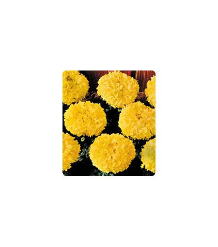 Семена бархатцев Чикаго Gold Kitano Seeds 500 шт, Разновидности: Gold, Фасовка: Проф упаковка 500 шт | Agriks