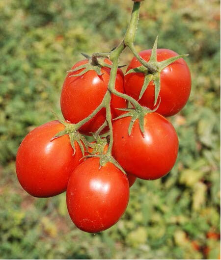 Насіння томату детермінантного Керо F1 Еsasem 25 000 шт, Фасовка: Проф упаковка 25 000 шт | Agriks