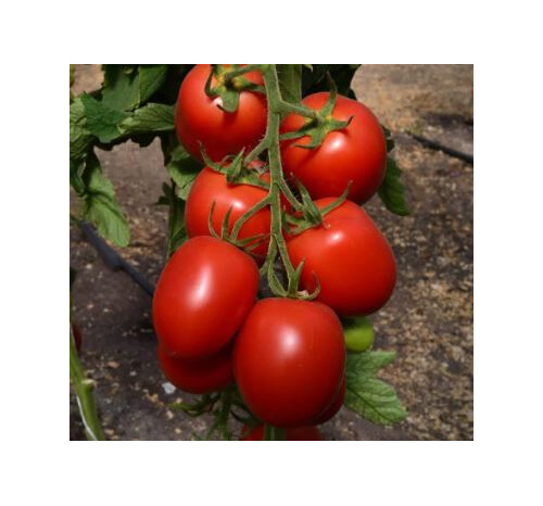 Насіння томату індетермінантного TС 02-0255 F1 Solare Sementi 100 шт, Фасовка: Проф упаковка 250 шт | Agriks