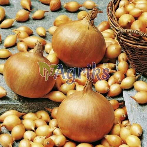 Лук севок (озимый) Стурон 10 кг (8-21мм) Triumfus Onion Products, Фасовка: 10 кг сетка | Agriks