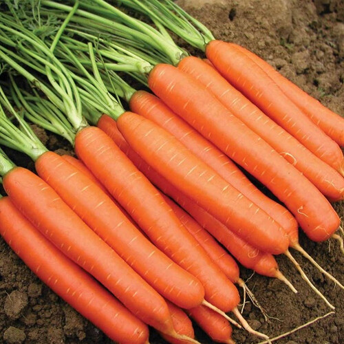 Насіння моркви Нантес Тіп Топ United Genetics 500 г, Фасовка: Проф упаковка 500 г | Agriks