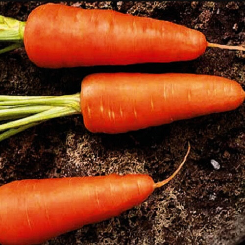 Семена моркови Шантане Ред Кор United Genetics 500 г, Фасовка: Проф упаковка 500 г | Agriks