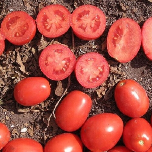 Насіння томату детермінантного Апгрейд F1 Еsasem від 1 000 шт, Фасовка: Проф упаковка 25 000 шт | Agriks