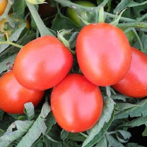 Насіння томату детермінантного Бріксол F1 United Genetics від 10 шт, Фасовка: Проф упаковка 1 000 шт | Agriks