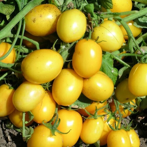 Насіння томату детермінантного Єллоу Рівер F1 United Genetics 10 шт, Фасовка: Проф упаковка 10 000 шт | Agriks