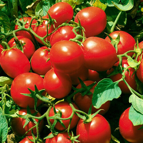 Насіння томату детермінантного JAG 8810 F1 Seminis 1 000 шт, Фасовка: Проф упаковка 25 000 шт | Agriks