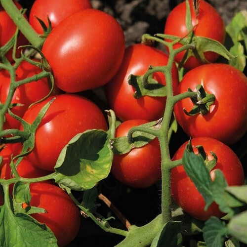 Насіння томату детермінантного N6438 F1 Nunhems від 1 000 шт, Фасовка: Проф упаковка 25 000 шт | Agriks