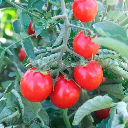 Насіння томату детермінантного Стромболіно F1 United Genetics 1 000 шт, Фасовка: Проф упаковка 10 000 шт | Agriks