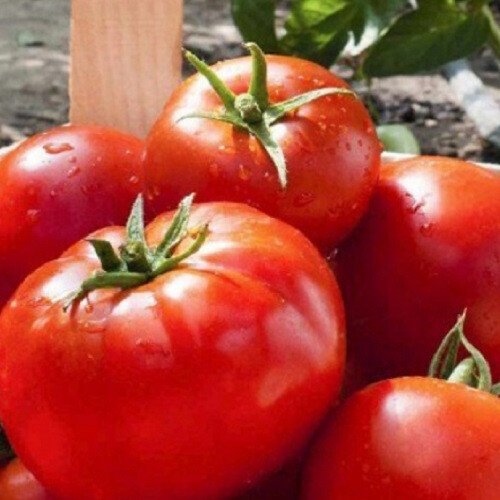 Насіння томату детермінантного Тропікал Джем F1 United Genetics 1 000 шт | Agriks