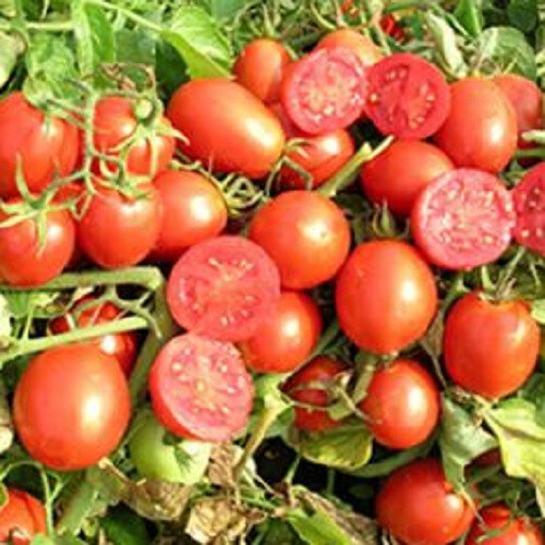 Насіння томату детермінантного Уно Россо F1 United Genetics 1 000 шт, Фасовка: Проф упаковка 1 000 шт | Agriks