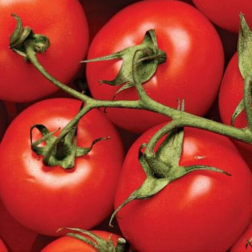 Насіння томату індетермінантного Португальський F1 United Genetics 1 000 шт | Agriks