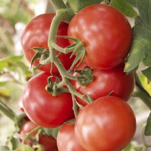 Насіння томату індетермінантного Зодіак F1 United Genetics 1 000 шт | Agriks