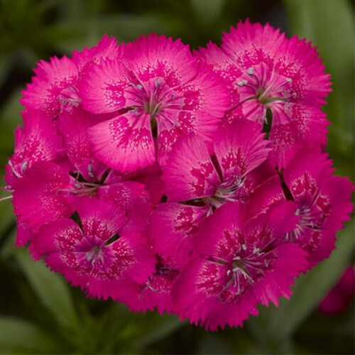 Насіння гвоздики турецької Діабунда F1 рожева 100 шт драже Syngenta Flowers, Різновиди: Рожевий, Фасовка: Проф упаковка 100 шт драже | Agriks