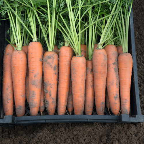Насіння моркви Берлін F1 Bejo від 100 000 шт (1,6-1,8), Фасовка: Проф упаковка 500 000 шт (2,0 - 2,2) | Agriks