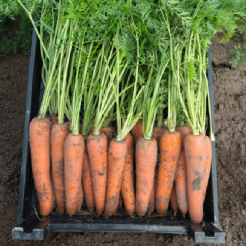 Семена моркови Камаран F1 Bejo от 100 000 шт (1,6-1,8), Фасовка: Проф упаковка 500 000 шт (2,0 - 2,2) | Agriks