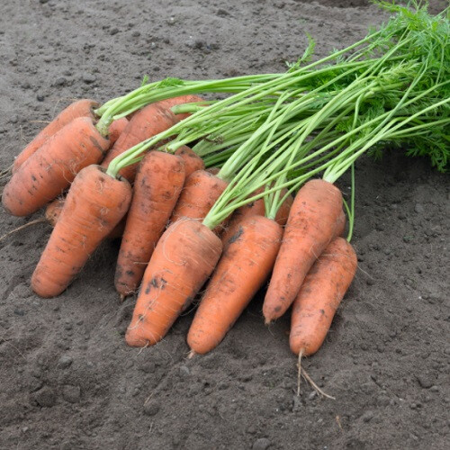 Насіння моркви Курасао F1 Bejo від 100 000 шт (1,6-1,8), Фасовка: Проф упаковка 500 000 шт (2,2 - 2,4) | Agriks