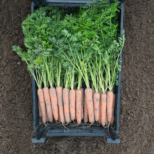 Насіння моркви Наполі F1 Bejo від 25 000 шт (1,6-1,8), Фасовка: Проф упаковка 500 000 шт (1,6 - 1,8) | Agriks