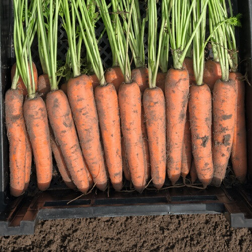 Семена моркови Нарбонне F1 Bejo от 100 000 шт (1,6-1,8), Фасовка: Проф упаковка 500 000 шт (1,6 - 1,8) | Agriks