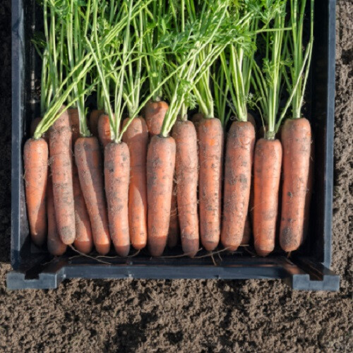 Семена моркови Навал F1 Bejo от 100 000 шт (1,6-1,8), Фасовка: Проф упаковка 500 000 шт (2,0 - 2,2) | Agriks