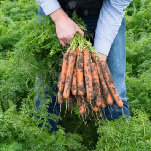 Насіння моркви Нерак F1 Bejo від 100 000 шт (1,6-1,8), Фасовка: Проф упаковка 500 000 шт (1,8 - 2,0) | Agriks