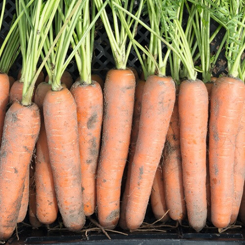 Насіння моркви Ніагара F1 Bejo від 100 000 шт (1,6-1,8), Фасовка: Проф упаковка 500 000 шт (2,2 - 2,4) | Agriks