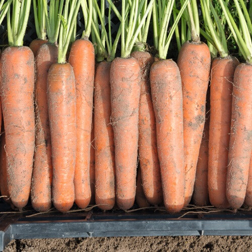 Насіння моркви Ньюхол F1 Bejo від 100 000 шт (1,6-1,8), Фасовка: Проф упаковка 500 000 шт (1,6 - 1,8) | Agriks